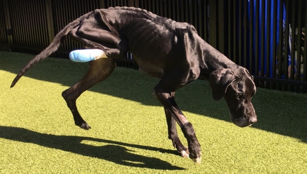 루크는 사람들을 좋아하고 온순하며 사랑스러운 개였다.