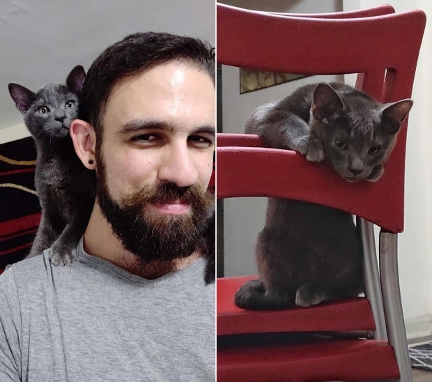 포파이는 벨리샤와 가족이 될 운명이었을지도 모를 일이다.