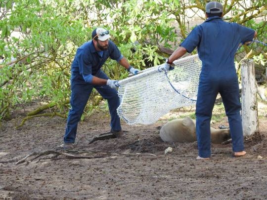 연구팀은 그물을 사용해 위기에 처한 바다표범을 구한다. 사진 속 바다표범은 다른 개체로 입에 낚시바늘이 걸려 있었다.