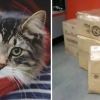 [반려독 반려캣] “여기가 어디냥?”…택배 상자에 있다 1200㎞ 여행한 고양이