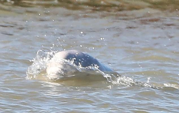 영국 템즈강에서 목격된 벨루가(흰고래) 베니