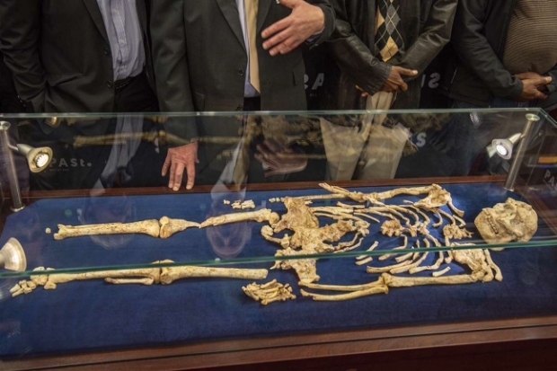 리틀풋 화석 (사진=AFP 연합뉴스)