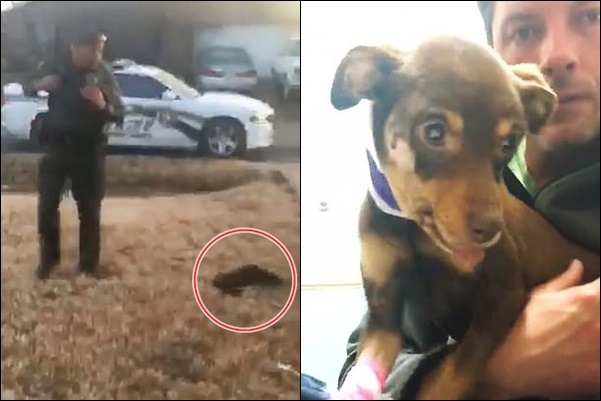 보안관 월러스가 쏜 총에 맞은 치와와 ‘리즈’는 다행히 목숨은 건졌지만 오른쪽 턱뼈가 부서졌다.