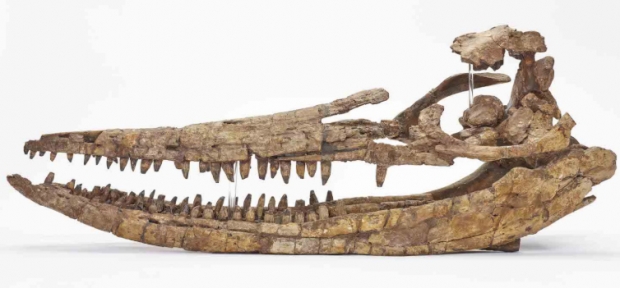 2억 년 전 멸종된 신종 어룡의 두개골 화석