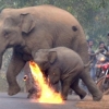 [여기는 인도] 사람들이 던진 화염병 피하는 코끼리 모자 포착