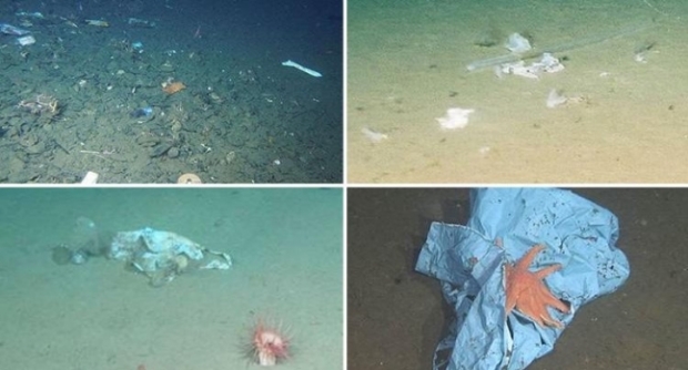 마리아나 해구의 깊이 1만 m 심해에 가라앉은 플라스틱 쓰레기 잔해.