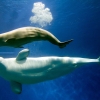 흰고래 아기 벨루가 출생… ‘첫 숨’ 내쉬는 순간 포착