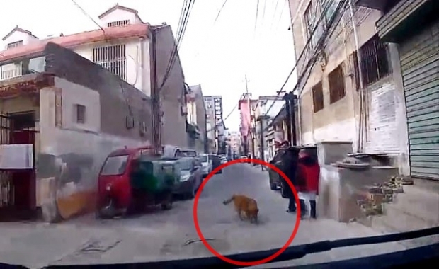 주인이 쓰러지자 골든 리트리버는 구급차를 기다리다 길을 안내했다