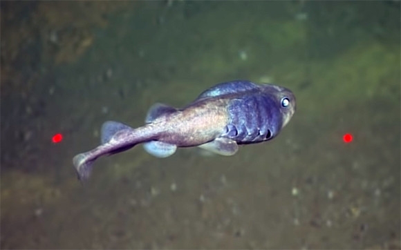 두툽상엇과(학명 Cephalurus cephalus)