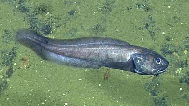 첨치과(학명 Cherublemma emmelas)