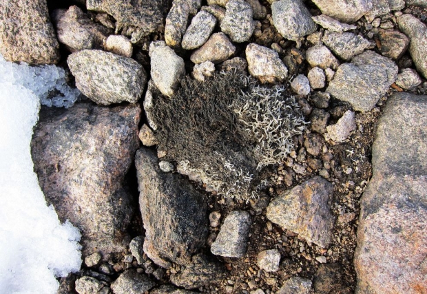 배핀섬의 빙하가 녹아 드러난 땅에는 고대 이끼가 온전한 모습으로 남아 있었다. (사진: 기포드 밀러/콜로라도 볼더/INSTAAR)