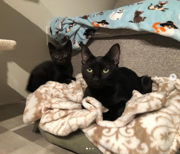 ‘루’라는 이름의 수컷 고양이는 어미 고양이 ‘칸가’를 빼닮아 검은색이다. 이들 모자를 함께 부르면 ‘칸가-루’다.