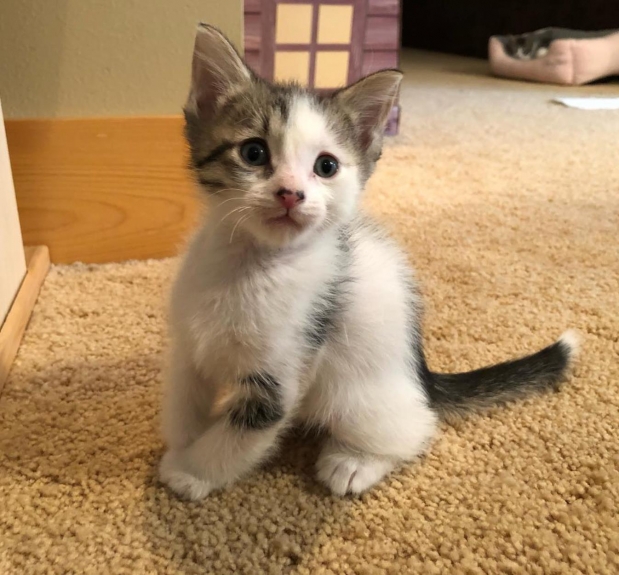 가장 몸집이 작은 ‘포치 애덤스’라는 이름의 새끼 고양이 역시 수컷이다.