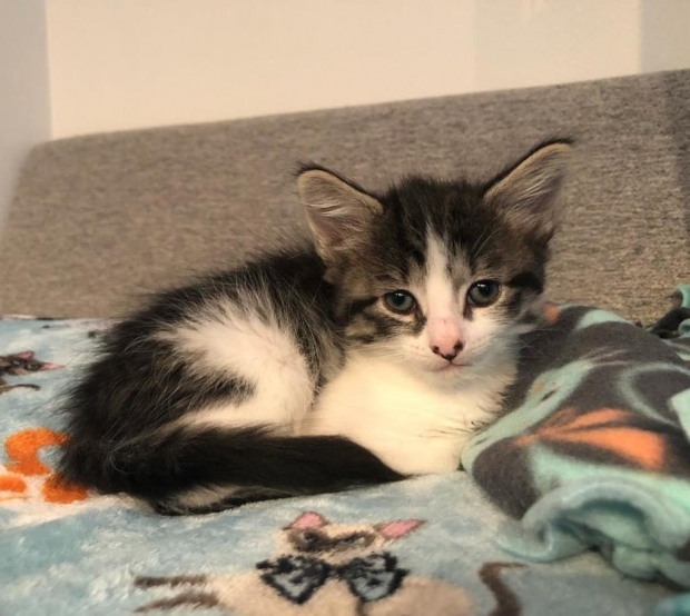 새끼 고양이 오남매 중 유일한 암컷은 ‘메릴린 몬-루’라는 이름의 고양이다.