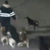 [여기는 남미] 출근길에 개떼 11마리 공격 받은 여성 사망