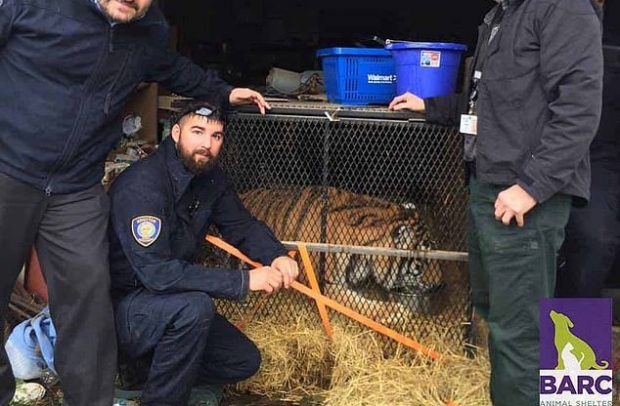 한 남성이 미국 텍사스 휴스턴의 폐가에 몰래 들어갔다가 마주친 호랑이