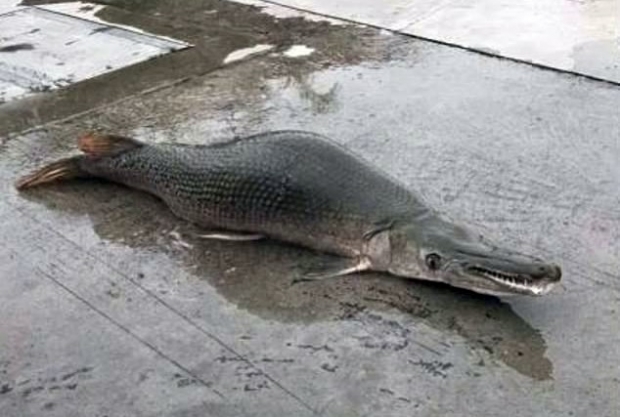 중국 공안이 호수에서 포획한 엘리게이터가아