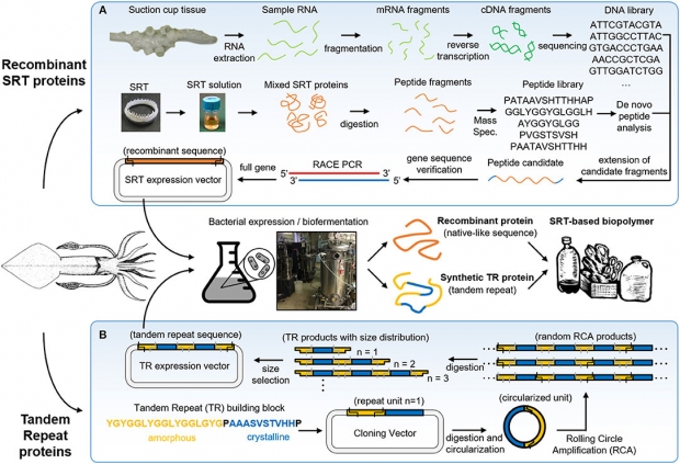 합성 SRT 단백질 생성 과정.(사진=프론티어스 인 케미스트리)