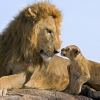 ‘라이온킹’ 현실판…아프리카 초원서 포착된 사자 가족