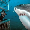 불과 몇십㎝…백상아리 다가오자 미소짓는 女다이버