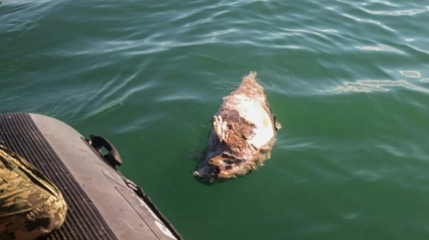 국제 해양환경단체 시셰퍼드는 멕시코 인근 캘리포니아만에서 바키타 돌고래 한 마리가 그물에 걸려 숨친 채 발견됐다고 밝히며 관련 사진을 공개했다.(사진=AFP 연합뉴스)