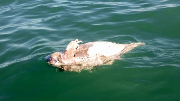 바키타 돌고래는 중국 등지에서 고가에 팔리는 민어의 일종인 토토아바를 잡기 위해 설치한 불법 자망에 걸려 무차별적으로 희생되면서 멸종위기에 처했다.(사진=AFP 연합뉴스)