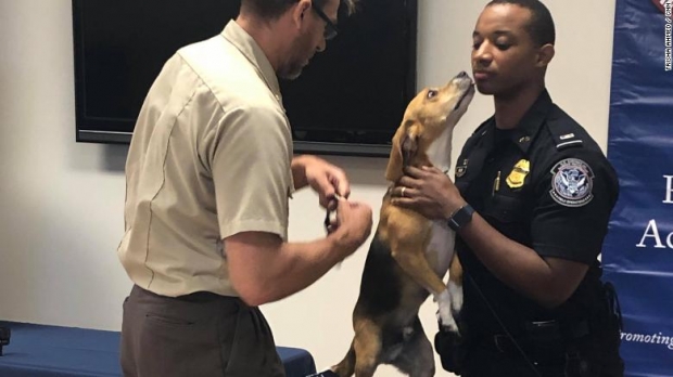 졸업식날 훈련사에게 뽀뽀하는 치퍼의 모습.