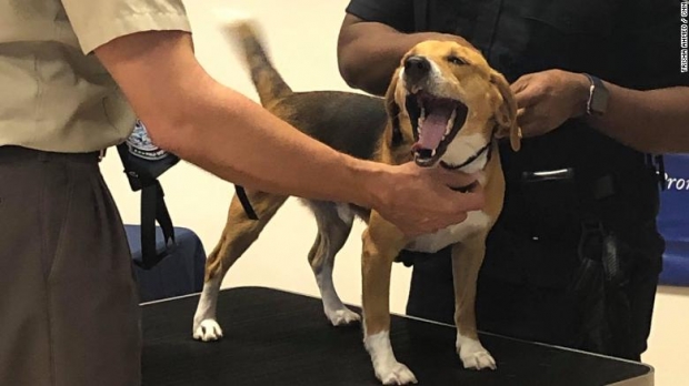 꼬리를 흔드는 치퍼의 모습.