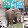 짝짓기 상대 못 찾아 광분한 코끼리…中 마을 쑥대밭으로
