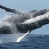 [여기는 남미] “고래 구경하는 에코투어, 오히려 고래 죽인다”