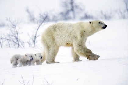 [애니멀 픽!] 엄마랑 ‘첫 외출’ 나선 아기 북극곰들