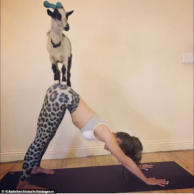 염소 요가를 하는 모습을 공개한 영국 배우 케이트 베킨세일