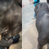 덤보의 현실은 참혹…태국, 아기 코끼리 강제 공연 논란