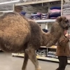 마트 안 낙타 등장에 얼빠진 사람들…‘출입 불가’ 목록에 없어 못 막아
