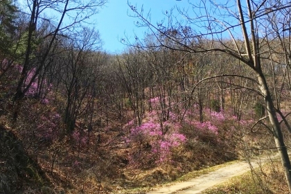 ​[이광식의 문화유랑기] 이 노래를 아시나요? 신고송의 ‘진달래’