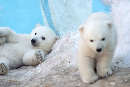 [애니멀 픽!] ‘꼬물꼬물~’ 아기 북극곰들의 첫 나들이