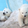 [애니멀 픽!] ‘꼬물꼬물~’ 아기 북극곰들의 첫 나들이