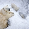 러 동물원 북극곰 가족의 첫 외출…“우리 아가들 이쁘죠?”
