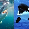 [와우! 과학] 범고래 vs 백상아리…바다 최강의 포식자는?