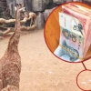 중국 동물원서 기린 우리에 현금 170만원 뿌린 관람객 논란