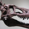 [다이노+] 희귀 아기공룡 티렉스 화석 경매 논란…33억원에 팔릴까?