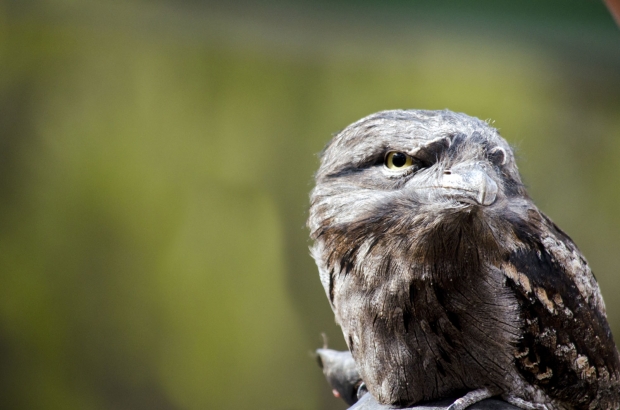 어딘가를 응시하는 개구리입쏙독새의 모습(사진=123rf)