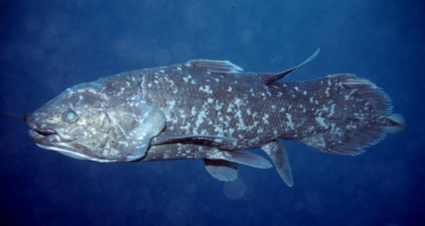 사진=실러캔스(Coelacanth)