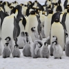 [안녕? 자연] 지구 온난화로 사라진 남극 서식지…황제펭귄의 눈물