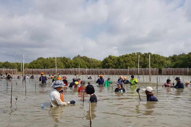 맹그로브 나무를 심는 태국 자원 봉사자들.