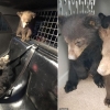 교통사고로 어미 잃고 도로 떠돌던 새끼 곰, 경찰 덕에 무사 구조