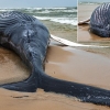 美 해변에 떠밀려온 11m 혹등고래 사체 발견…사인은?