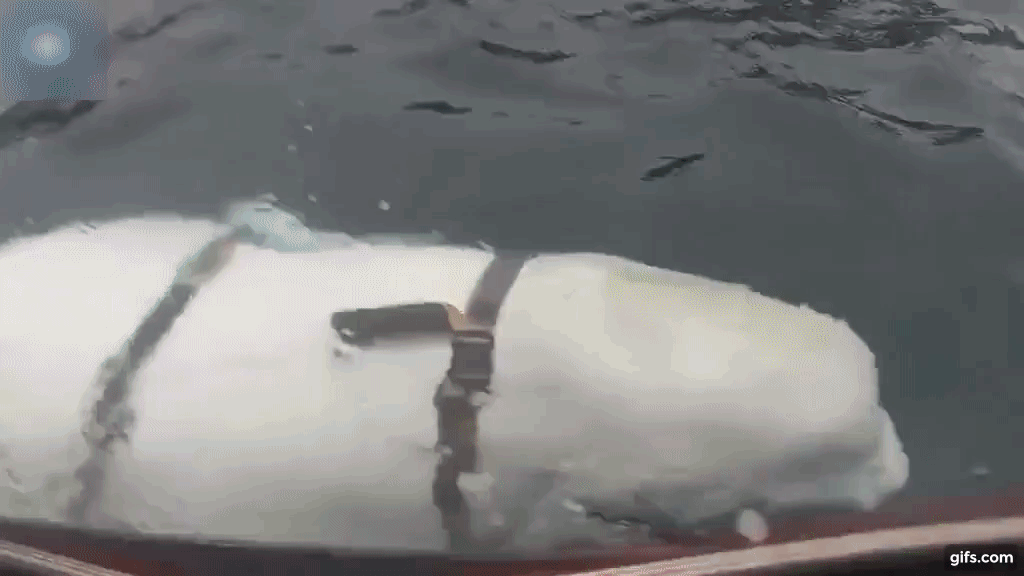 지난 4월 말 발견된 러시아 스파이 추정 벨루가. 휴대전화를 물어다 준 벨루가와 비슷해보인다