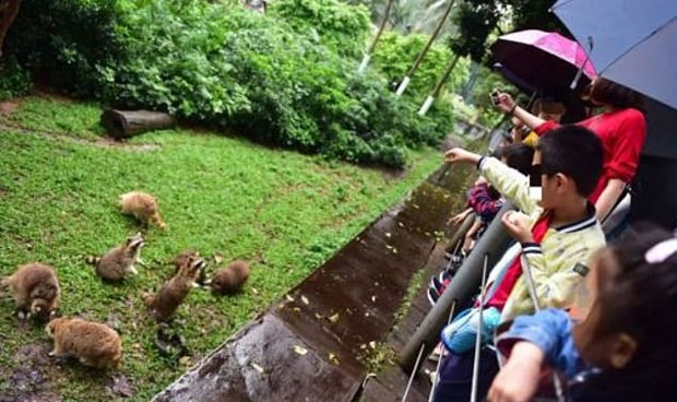 중국 광저우 웨슈구의 광저우동물원을 찾은 관람객들이 라쿤에게 먹이를 던져주고 있다/사진=신시시보(信息时报)
