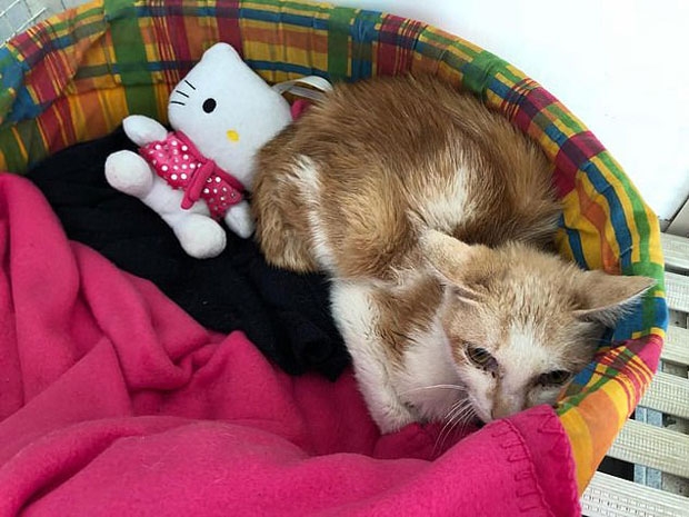 구조된 고양이는 현재 밀라노시립병원 수의사들이 돌보고 있으며 건강을 회복해 스스로 먹이를 먹을 수 있는 상태인 것으로 알려졌다/사진=밀라노 보건당국